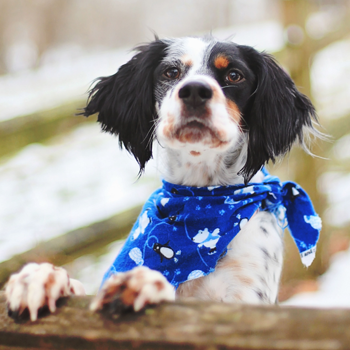 Pet Bandanas
