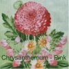 Chrys – pink